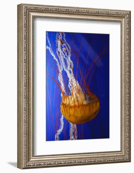 Pacific Sea Nettle Marine Life, Oregon Coast Aquarium, Newport, Oregon, USA-Rick A^ Brown-Framed Photographic Print