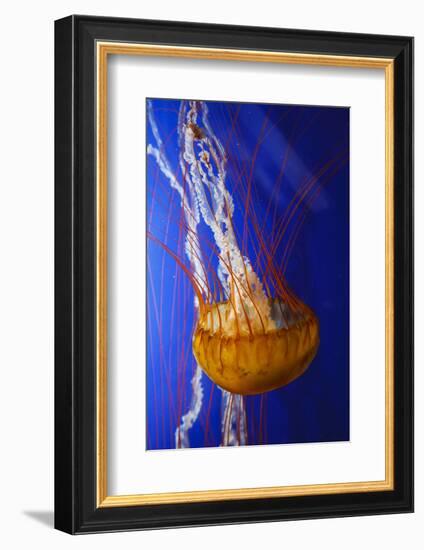 Pacific Sea Nettle Marine Life, Oregon Coast Aquarium, Newport, Oregon, USA-Rick A^ Brown-Framed Photographic Print