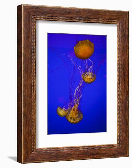 Pacific Sea Nettle Marine Life, Oregon Coast Aquarium, Newport, Oregon, USA-Rick A. Brown-Framed Photographic Print