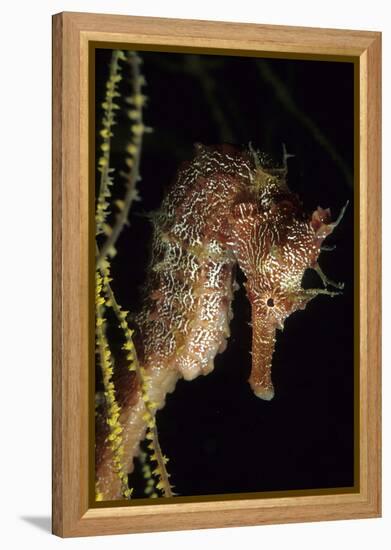 Pacific Seahorse (Hippocampus Ingens) Galapagos Islands, East Pacific Ocean-Franco Banfi-Framed Premier Image Canvas