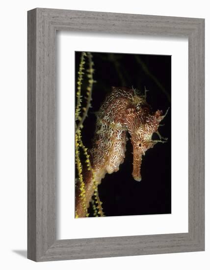 Pacific Seahorse (Hippocampus Ingens) Galapagos Islands, East Pacific Ocean-Franco Banfi-Framed Photographic Print