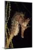 Pacific Seahorse (Hippocampus Ingens) Galapagos Islands, East Pacific Ocean-Franco Banfi-Mounted Photographic Print