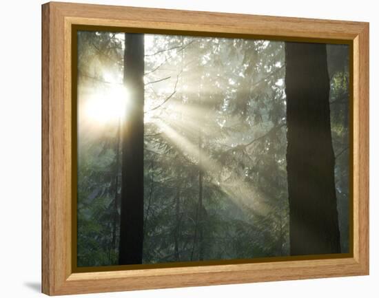 Pacific Temperate Rainforest, Stanley Park, British Columbia-Paul Colangelo-Framed Premier Image Canvas