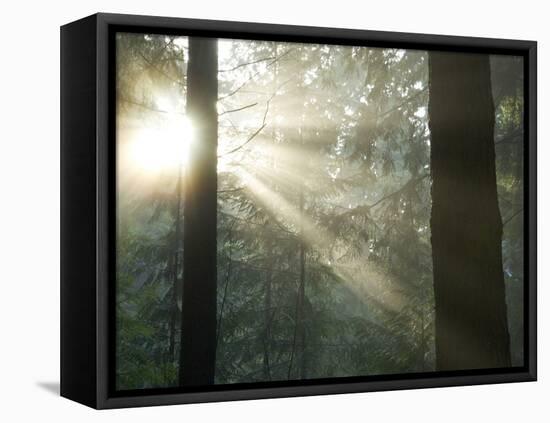 Pacific Temperate Rainforest, Stanley Park, British Columbia-Paul Colangelo-Framed Premier Image Canvas