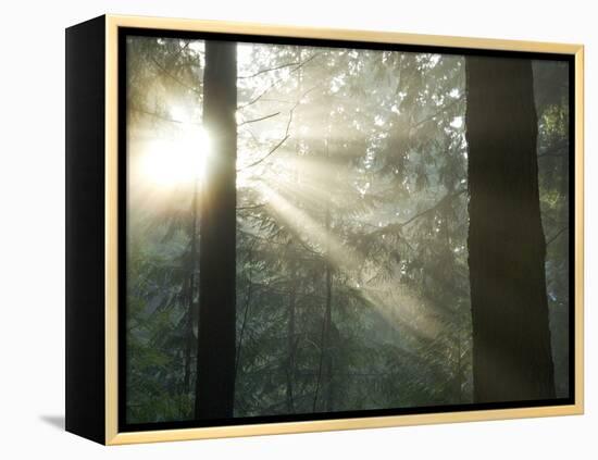 Pacific Temperate Rainforest, Stanley Park, British Columbia-Paul Colangelo-Framed Premier Image Canvas