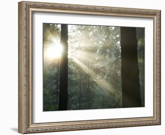 Pacific Temperate Rainforest, Stanley Park, British Columbia-Paul Colangelo-Framed Photographic Print