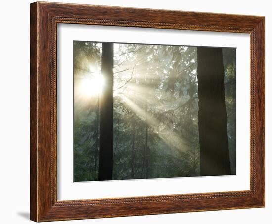 Pacific Temperate Rainforest, Stanley Park, British Columbia-Paul Colangelo-Framed Photographic Print