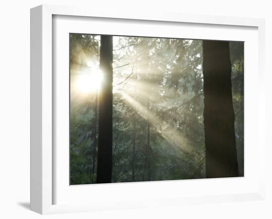 Pacific Temperate Rainforest, Stanley Park, British Columbia-Paul Colangelo-Framed Photographic Print