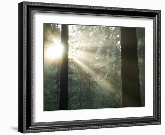 Pacific Temperate Rainforest, Stanley Park, British Columbia-Paul Colangelo-Framed Photographic Print