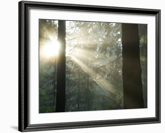 Pacific Temperate Rainforest, Stanley Park, British Columbia-Paul Colangelo-Framed Photographic Print