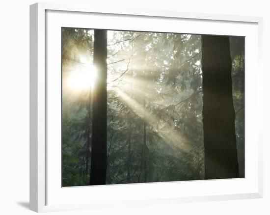 Pacific Temperate Rainforest, Stanley Park, British Columbia-Paul Colangelo-Framed Photographic Print