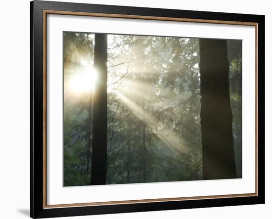 Pacific Temperate Rainforest, Stanley Park, British Columbia-Paul Colangelo-Framed Photographic Print