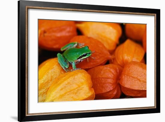 Pacific Tree Frog on Chinese Lantern Flowers-Darrell Gulin-Framed Photographic Print