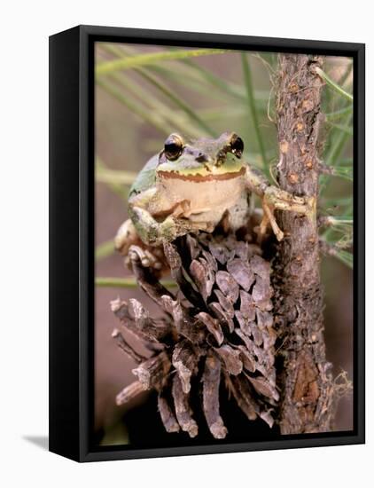 Pacific Tree Frog, Umatilla National Forest, Oregon, USA-Gavriel Jecan-Framed Premier Image Canvas