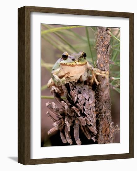 Pacific Tree Frog, Umatilla National Forest, Oregon, USA-Gavriel Jecan-Framed Photographic Print