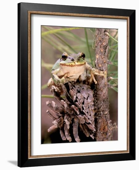 Pacific Tree Frog, Umatilla National Forest, Oregon, USA-Gavriel Jecan-Framed Photographic Print