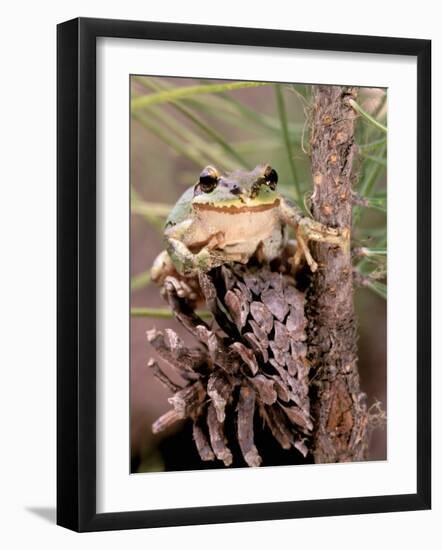 Pacific Tree Frog, Umatilla National Forest, Oregon, USA-Gavriel Jecan-Framed Photographic Print