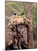Pacific Tree Frog, Umatilla National Forest, Oregon, USA-Gavriel Jecan-Mounted Photographic Print