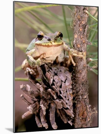 Pacific Tree Frog, Umatilla National Forest, Oregon, USA-Gavriel Jecan-Mounted Photographic Print