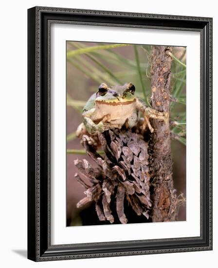 Pacific Tree Frog, Umatilla National Forest, Oregon, USA-Gavriel Jecan-Framed Photographic Print