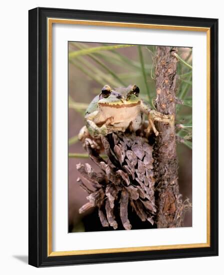 Pacific Tree Frog, Umatilla National Forest, Oregon, USA-Gavriel Jecan-Framed Photographic Print