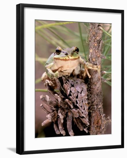 Pacific Tree Frog, Umatilla National Forest, Oregon, USA-Gavriel Jecan-Framed Photographic Print