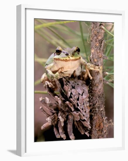 Pacific Tree Frog, Umatilla National Forest, Oregon, USA-Gavriel Jecan-Framed Photographic Print