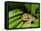 Pacific Tree Frog, Umatilla National Forest, Oregon, USA-Gavriel Jecan-Framed Premier Image Canvas