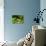 Pacific Tree Frog, Umatilla National Forest, Oregon, USA-Gavriel Jecan-Photographic Print displayed on a wall