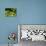 Pacific Tree Frog, Umatilla National Forest, Oregon, USA-Gavriel Jecan-Photographic Print displayed on a wall