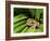 Pacific Tree Frog, Umatilla National Forest, Oregon, USA-Gavriel Jecan-Framed Photographic Print