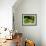 Pacific Tree Frog, Umatilla National Forest, Oregon, USA-Gavriel Jecan-Framed Photographic Print displayed on a wall