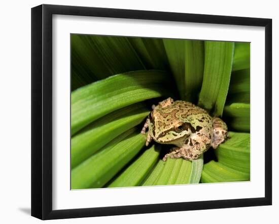 Pacific Tree Frog, Umatilla National Forest, Oregon, USA-Gavriel Jecan-Framed Photographic Print