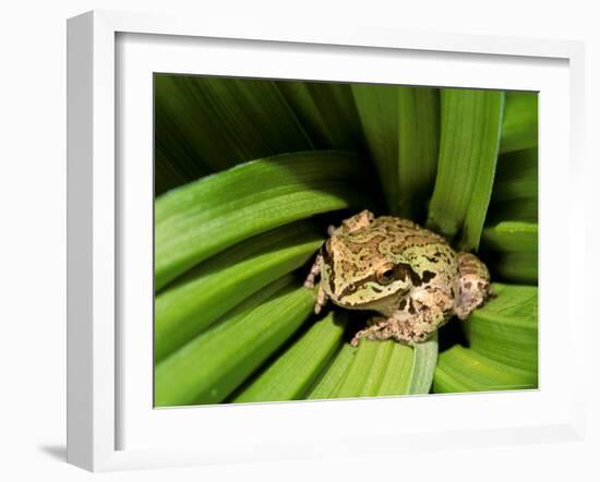 Pacific Tree Frog, Umatilla National Forest, Oregon, USA-Gavriel Jecan-Framed Photographic Print