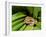 Pacific Tree Frog, Umatilla National Forest, Oregon, USA-Gavriel Jecan-Framed Photographic Print