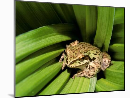 Pacific Tree Frog, Umatilla National Forest, Oregon, USA-Gavriel Jecan-Mounted Photographic Print