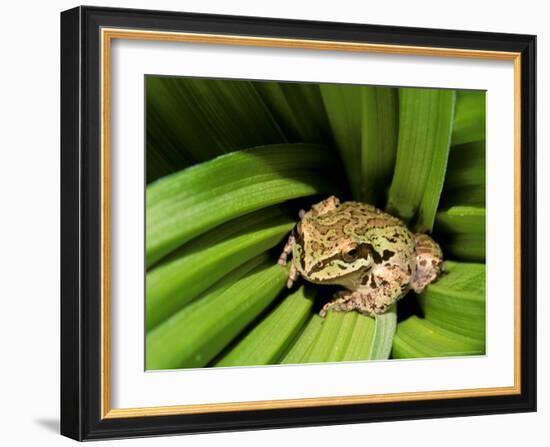 Pacific Tree Frog, Umatilla National Forest, Oregon, USA-Gavriel Jecan-Framed Photographic Print