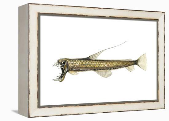 Pacific Viperfish (Chauliodus Macouni), Fishes-Encyclopaedia Britannica-Framed Stretched Canvas