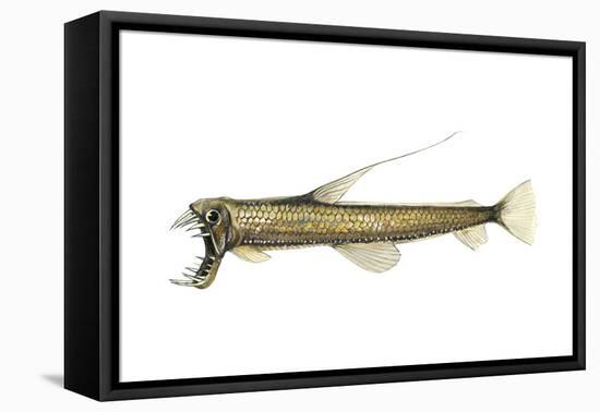 Pacific Viperfish (Chauliodus Macouni), Fishes-Encyclopaedia Britannica-Framed Stretched Canvas