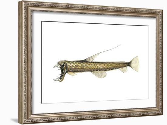 Pacific Viperfish (Chauliodus Macouni), Fishes-Encyclopaedia Britannica-Framed Art Print