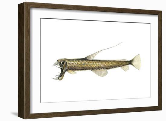 Pacific Viperfish (Chauliodus Macouni), Fishes-Encyclopaedia Britannica-Framed Art Print