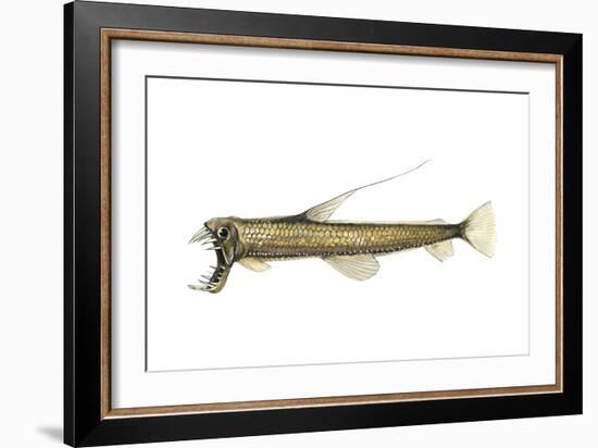 Pacific Viperfish (Chauliodus Macouni), Fishes-Encyclopaedia Britannica-Framed Art Print