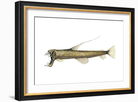 Pacific Viperfish (Chauliodus Macouni), Fishes-Encyclopaedia Britannica-Framed Art Print