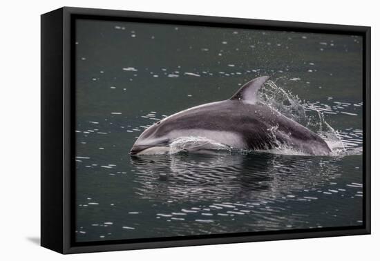 Pacific White-Sided Dolphin (Lagenorhynchus Obliquidens), British Columbia, Canada-Michael Nolan-Framed Premier Image Canvas