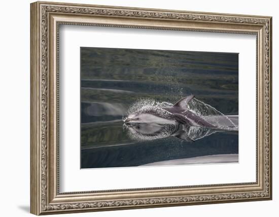 Pacific White-Sided Dolphin (Lagenorhynchus Obliquidens), British Columbia, Canada-Michael Nolan-Framed Photographic Print