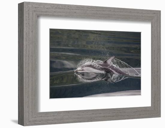 Pacific White-Sided Dolphin (Lagenorhynchus Obliquidens), British Columbia, Canada-Michael Nolan-Framed Photographic Print