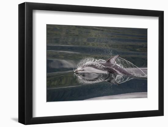 Pacific White-Sided Dolphin (Lagenorhynchus Obliquidens), British Columbia, Canada-Michael Nolan-Framed Photographic Print