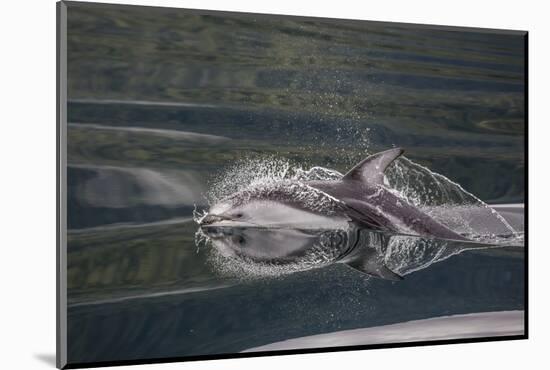 Pacific White-Sided Dolphin (Lagenorhynchus Obliquidens), British Columbia, Canada-Michael Nolan-Mounted Photographic Print