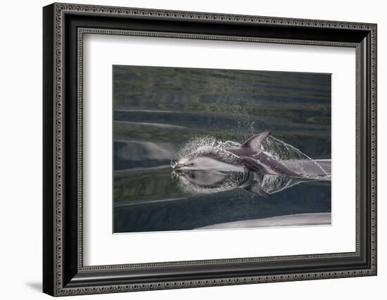Pacific White-Sided Dolphin (Lagenorhynchus Obliquidens), British Columbia, Canada-Michael Nolan-Framed Photographic Print