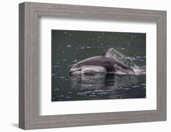 Pacific White-Sided Dolphin (Lagenorhynchus Obliquidens), British Columbia, Canada-Michael Nolan-Framed Photographic Print